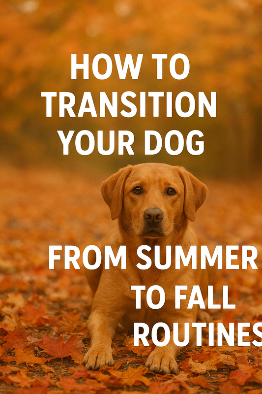How to Smoothly Transition Your Dog from Summer Fun to Fall Routines